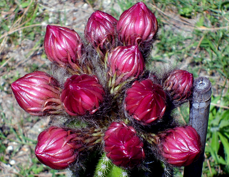 Echinopsis schickendantzii 