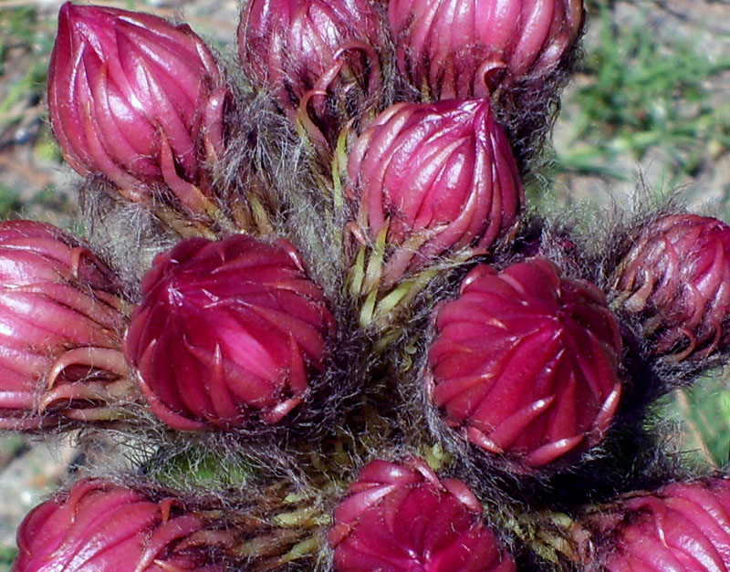Echinopsis schickendantzii 