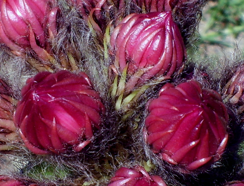 Echinopsis schickendantzii 