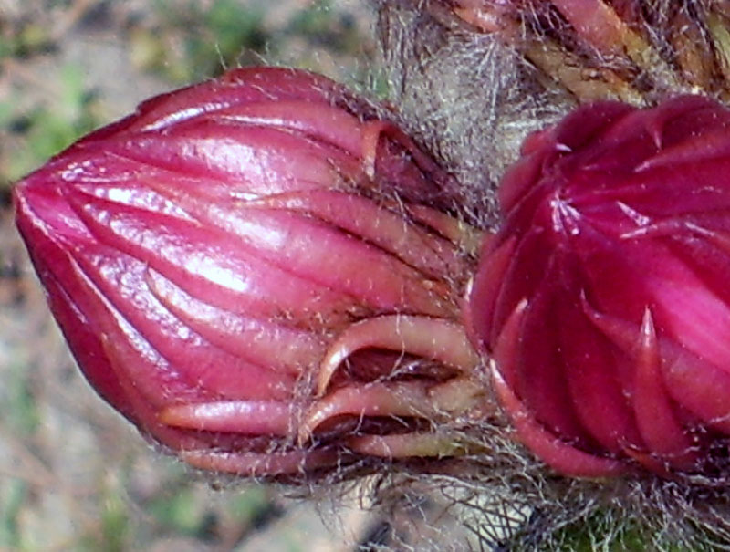 Echinopsis schickendantzii 