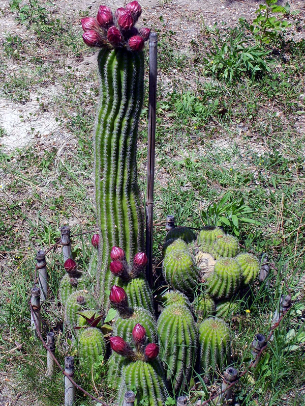 Echinopsis schickendantzii 