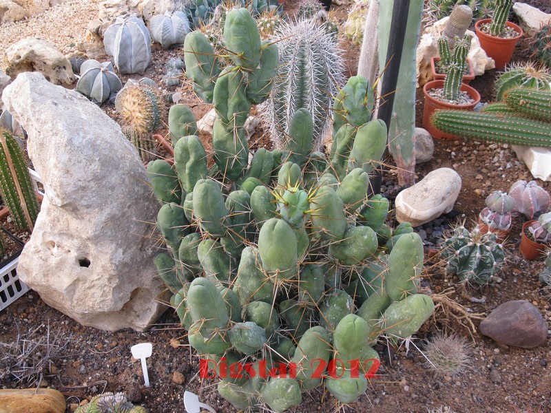 Trichocereus bridgesii f. monstruosus 