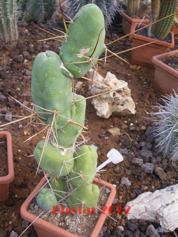 Trichocereus bridgesii f. monstruosus 