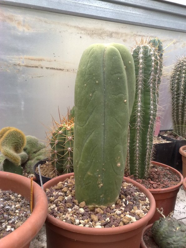 trichocereus bridgesii f. monstruosus 