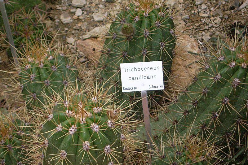 Trichocereus candicans 