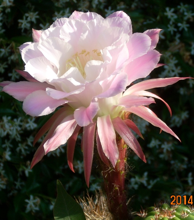 trichocereus cv. Del Rue 