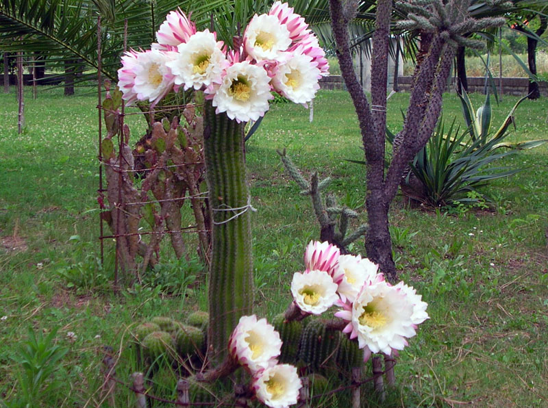 Echinopsis schickendantzii 