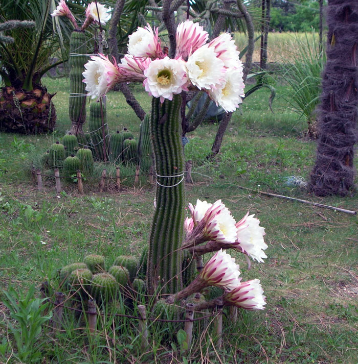 Echinopsis schickendantzii 