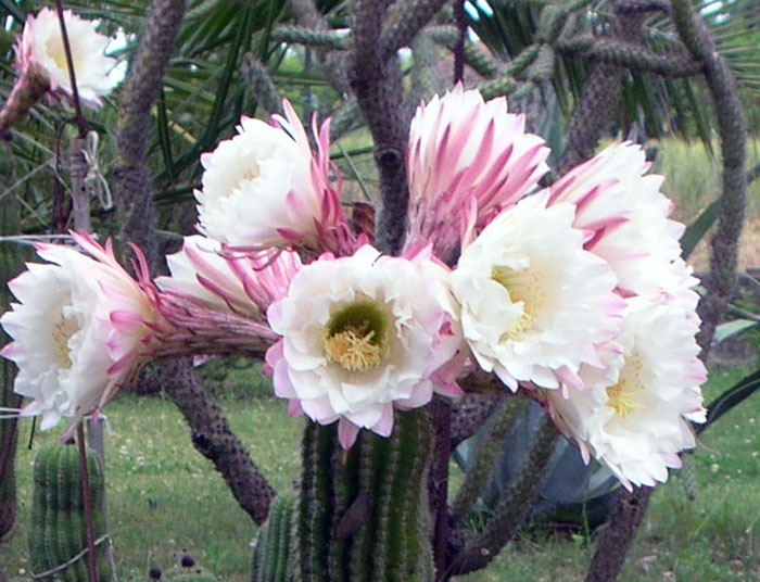 Echinopsis schickendantzii 