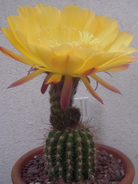 trichocereus cv. gelbe blute