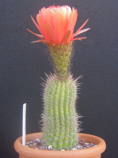 trichocereus grandiflorus