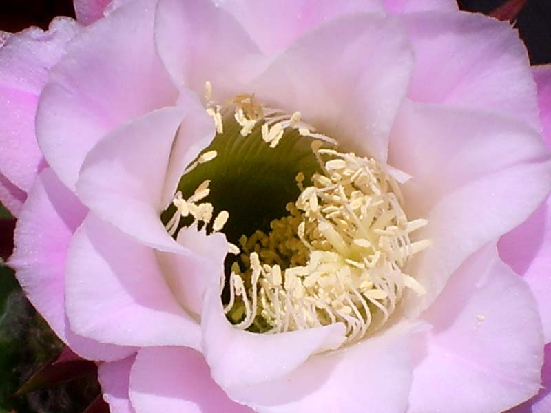Trichocereus ibrido 'delrue' 