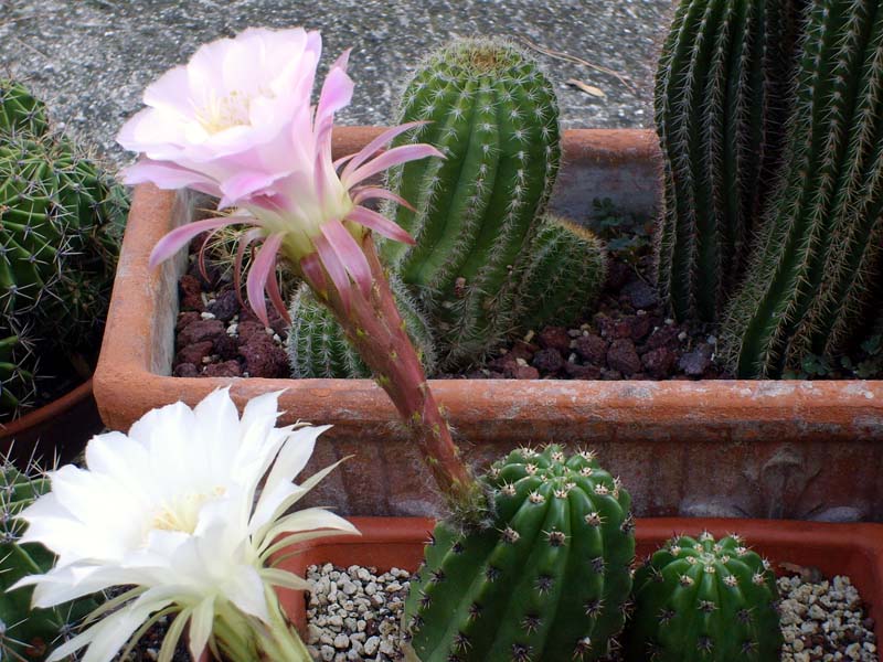 Trichocereus ibrido 'delrue' 