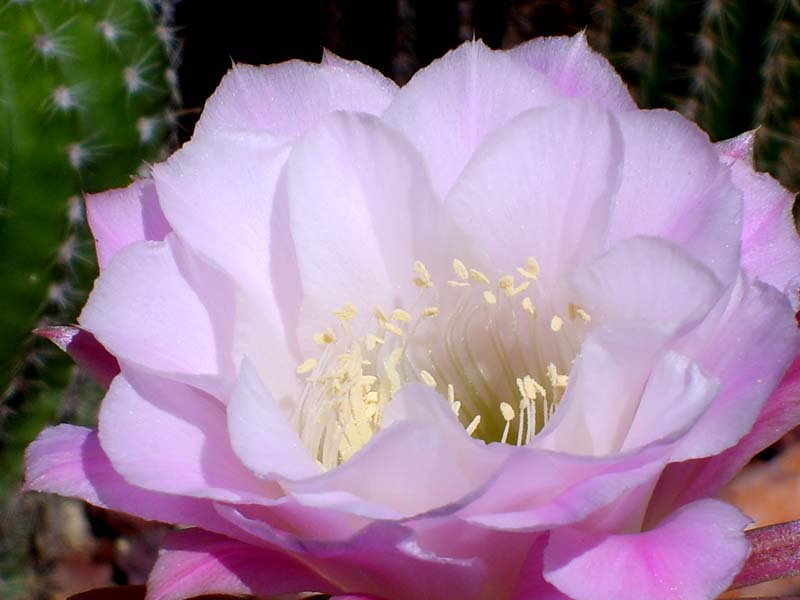 Trichocereus ibrido 'delrue' 