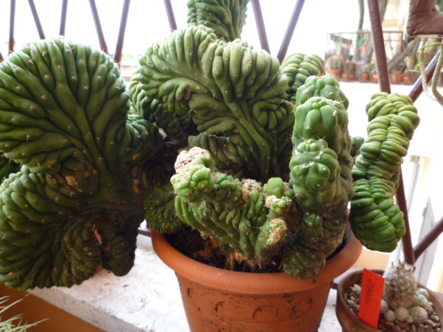 Trichocereus pachanoi f. cristatus 