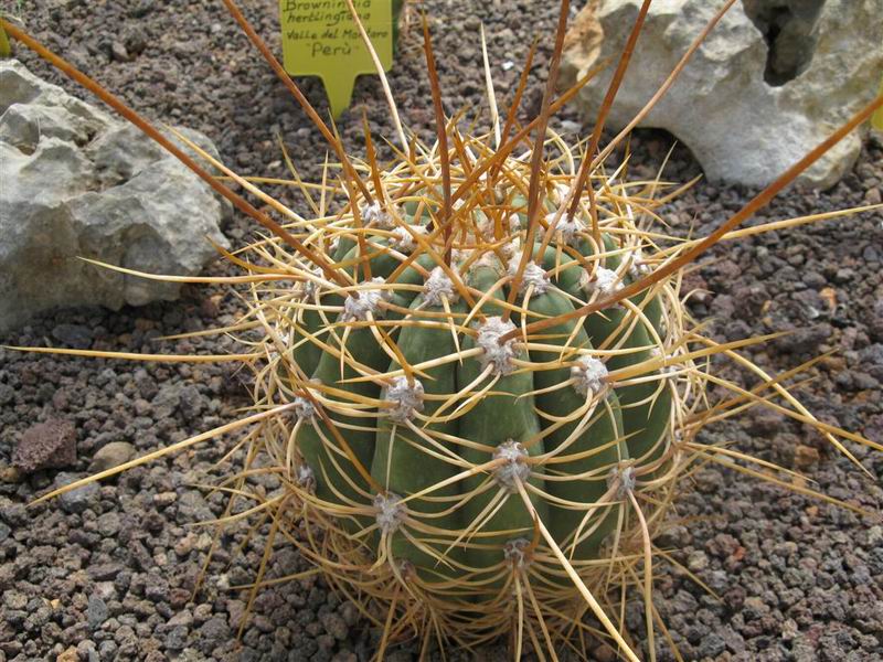 Trichocereus pasacana 