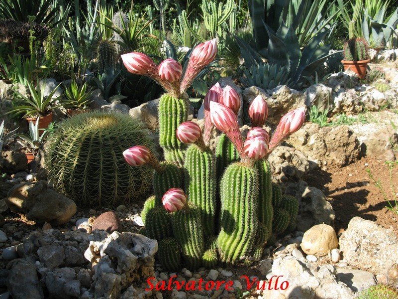 Trichocereus schickendantzii 