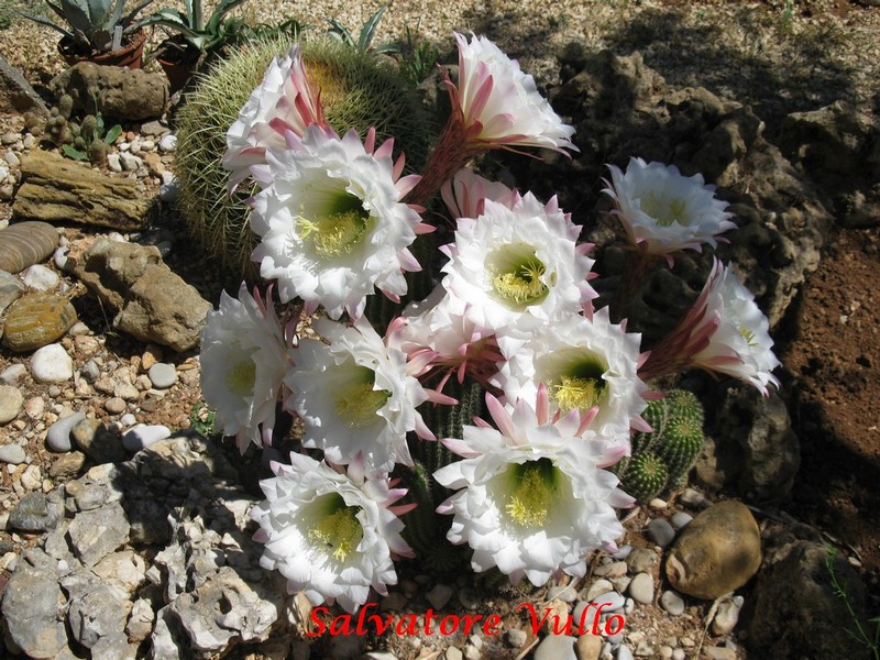 Trichocereus schickendantzii 