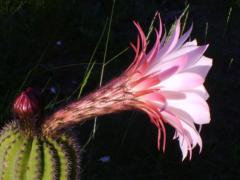 Trichocereus schickendantzii 