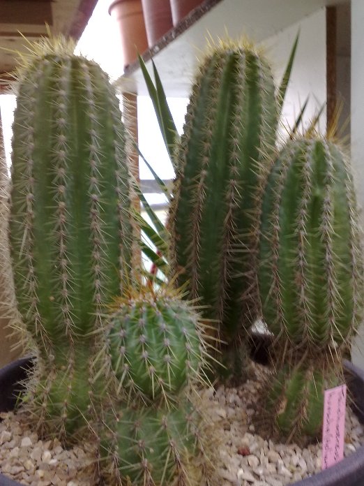 Trichocereus smrzianus 