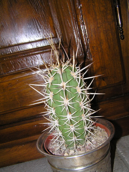 Trichocereus chiloensis 