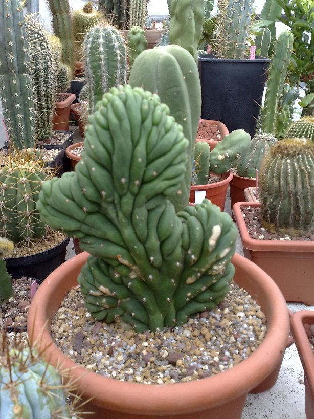 trichocereus spachianus f. cristatus