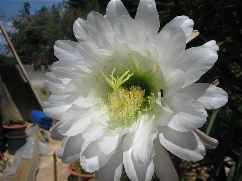 Trichocereus spachianus 