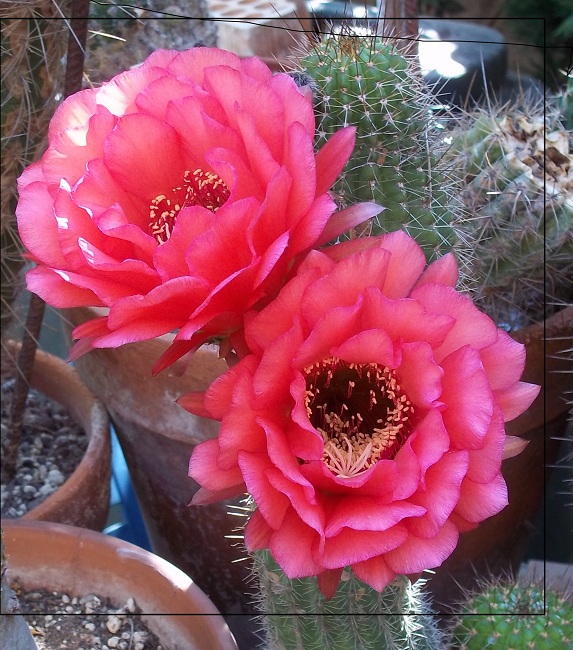 Trichocereus hybrid 