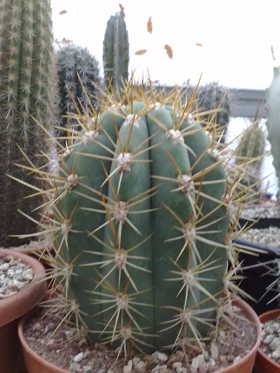 Trichocereus terscheckii 