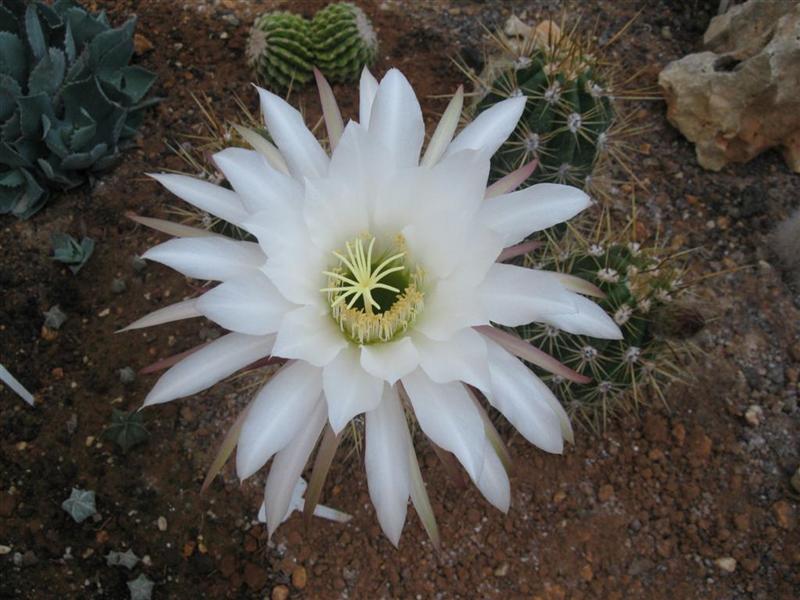 Trichocereus terscheckii 