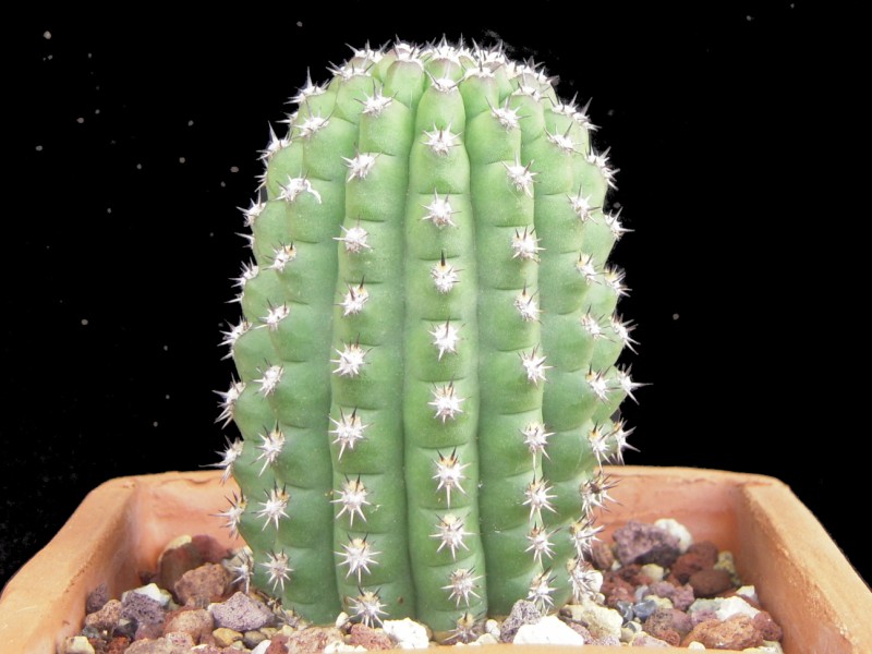 Trichocereus cv. theleflora 