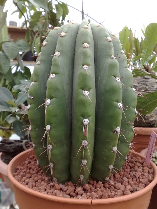 Trichocereus colosseus 