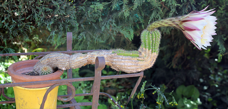 Trichocereus schickendantzii 
