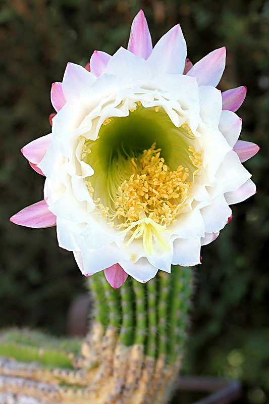 Trichocereus schickendantzii 
