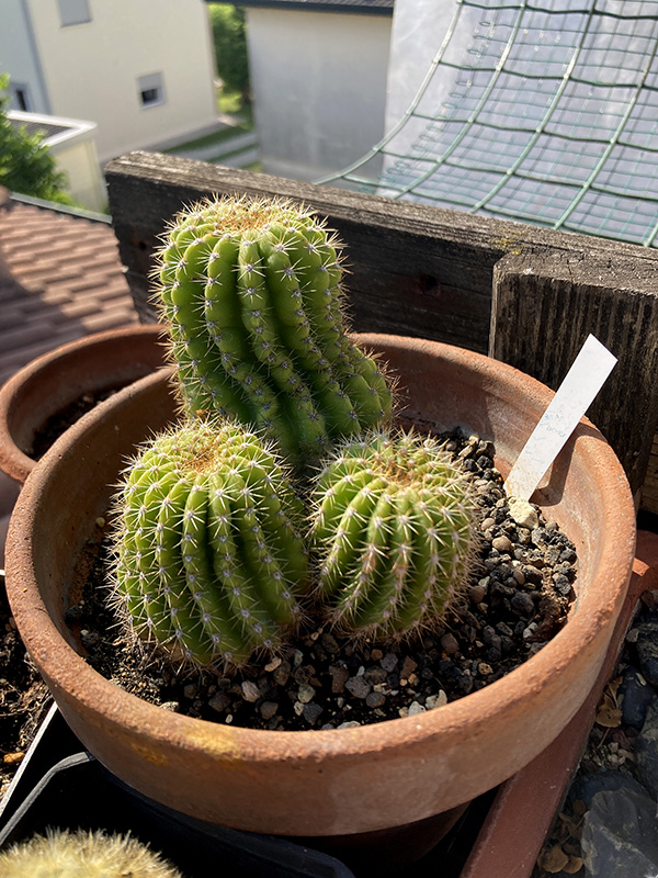 Trichocereus schickendantzii 
