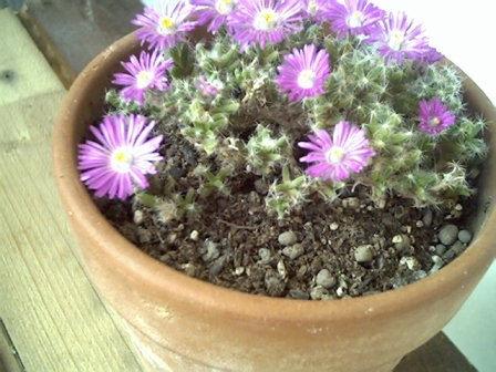 Trichodiadema densum 