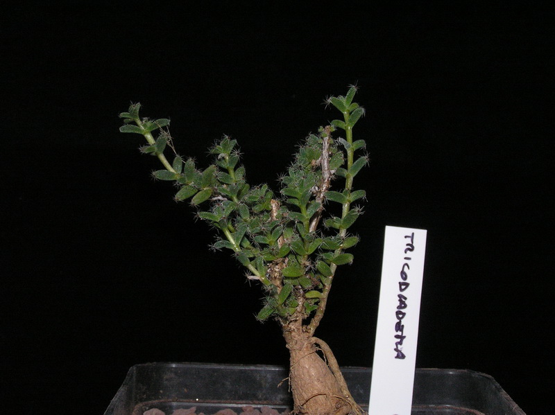 trichodiadema bulbosum