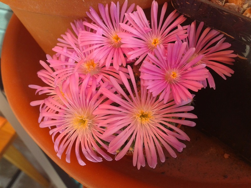 Trichodiadema densum 