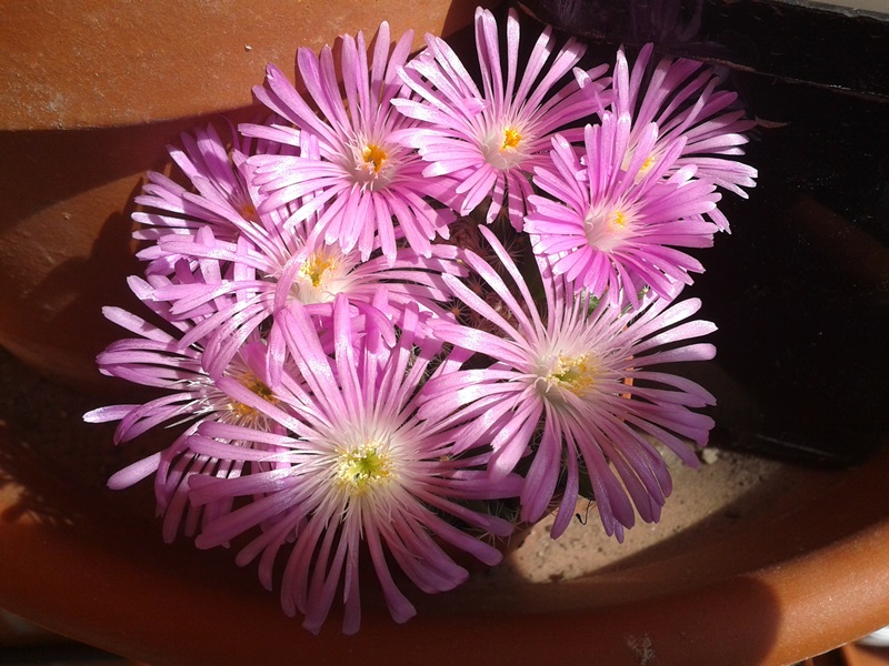 Trichodiadema densum 