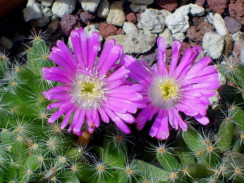 Trichodiadema densum 