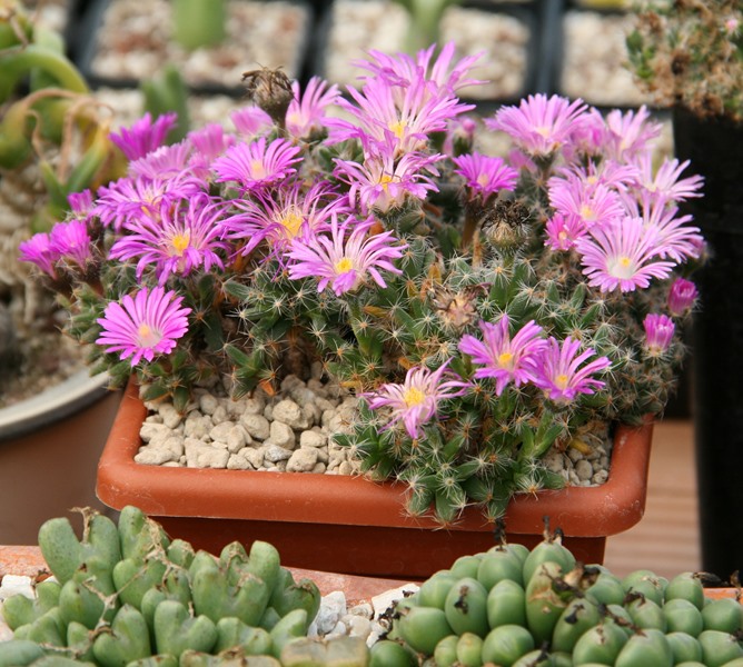 Trichodiadema densum 