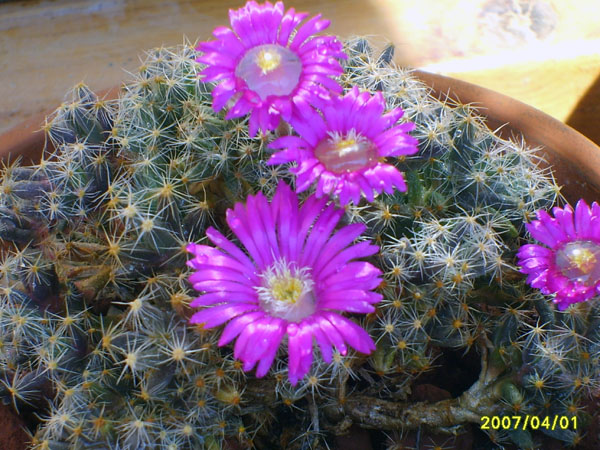 Trichodiadema densum 