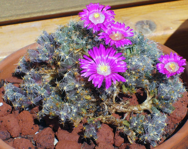 Trichodiadema densum 