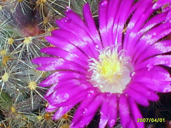 Trichodiadema densum 