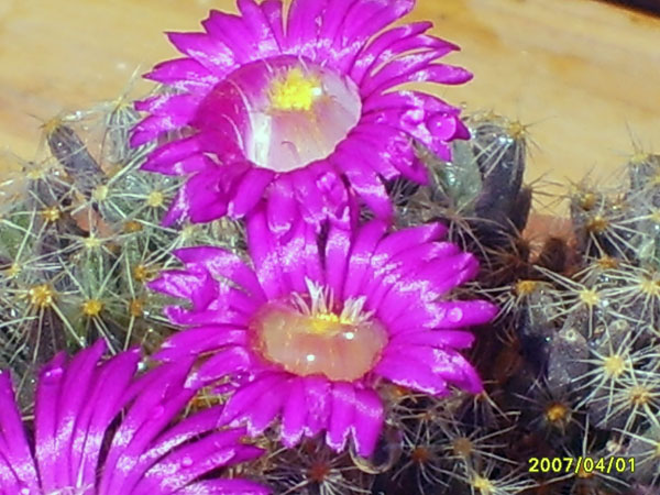 Trichodiadema densum 