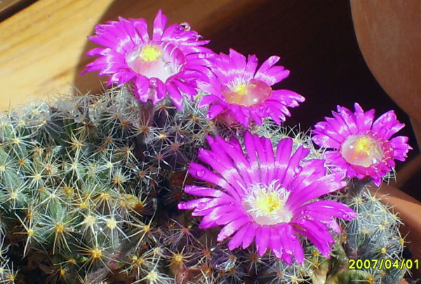 Trichodiadema densum 