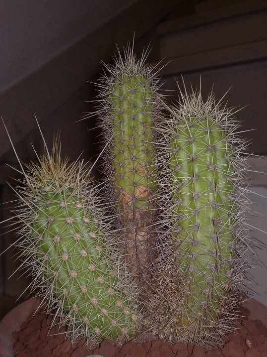 Trichocereus camarguensis 