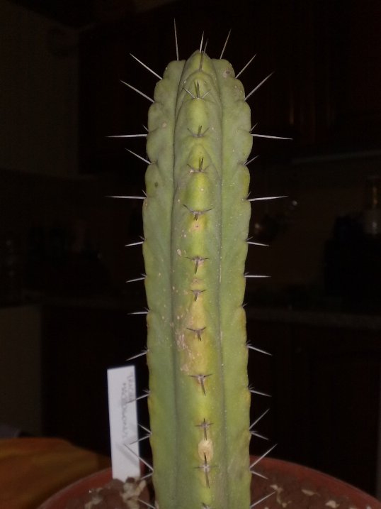 Trichocereus macrogonus 