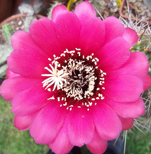 Trichocereus huascha 