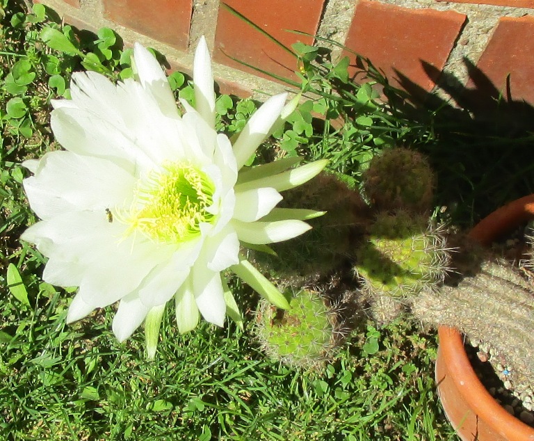 trichocereus candicans